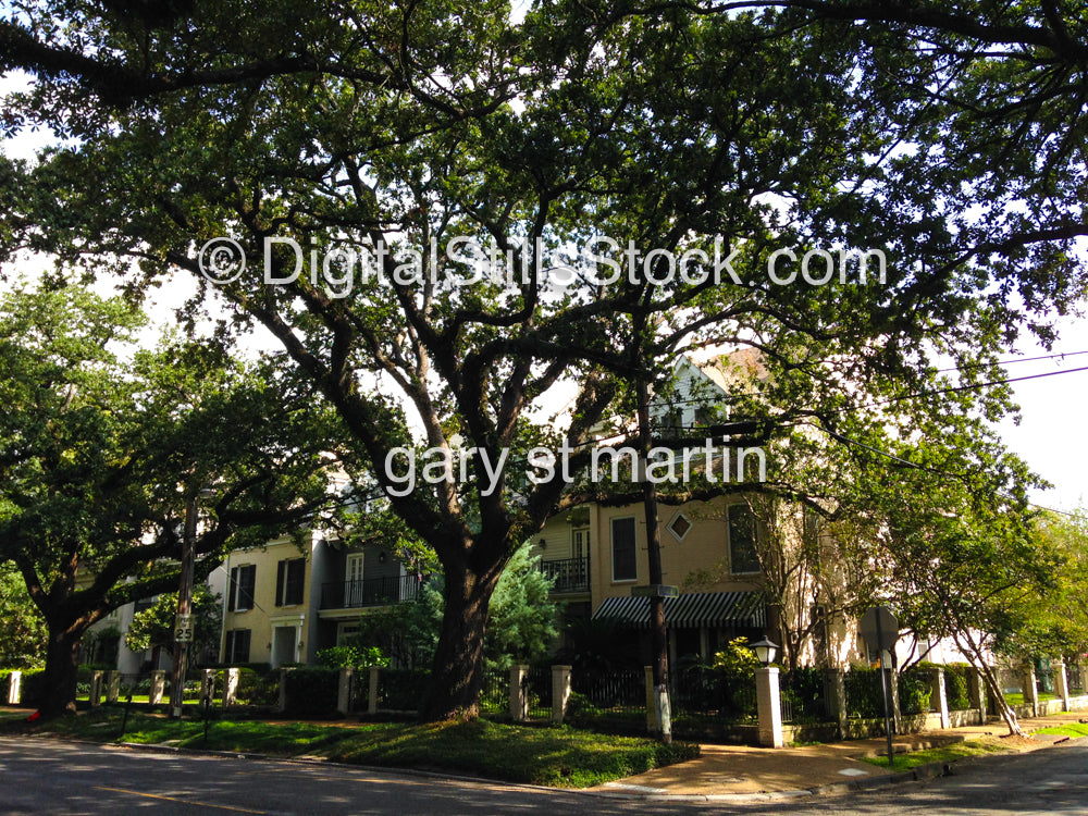 Oak Tree New Orleans, Digital