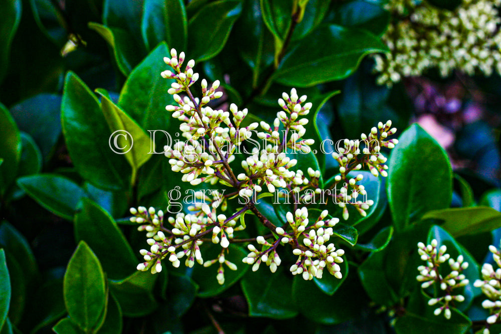 Wax-Leaf Privet Up Close, Digital, Scenery, Flowers