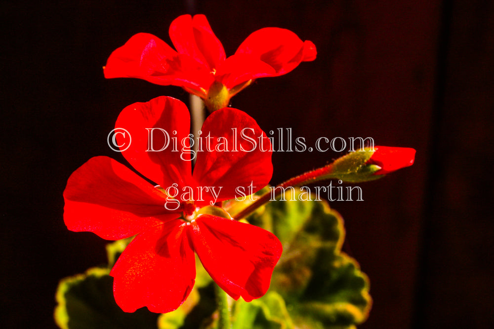 Red Geraniums, Digital, Scenery, Flowers