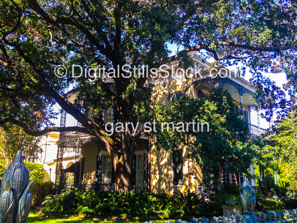 Tree Covering The House, New Orleans , digital
