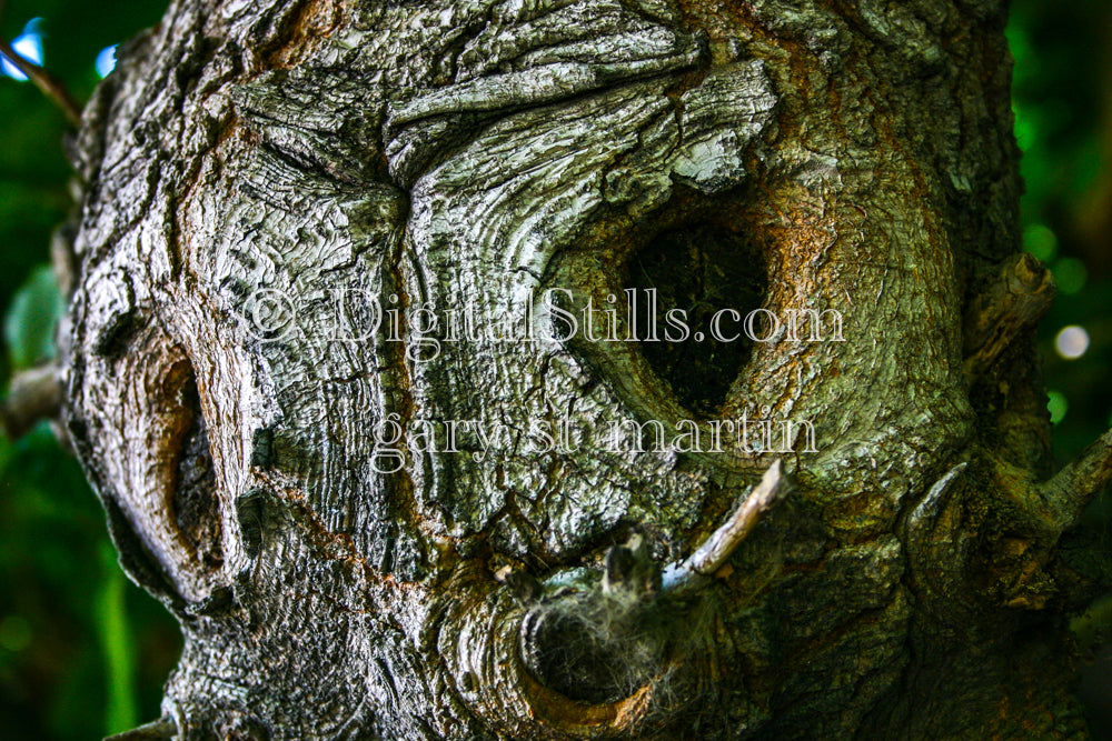 Tree With A Face Close Up, Digital, Scenery, Flowers