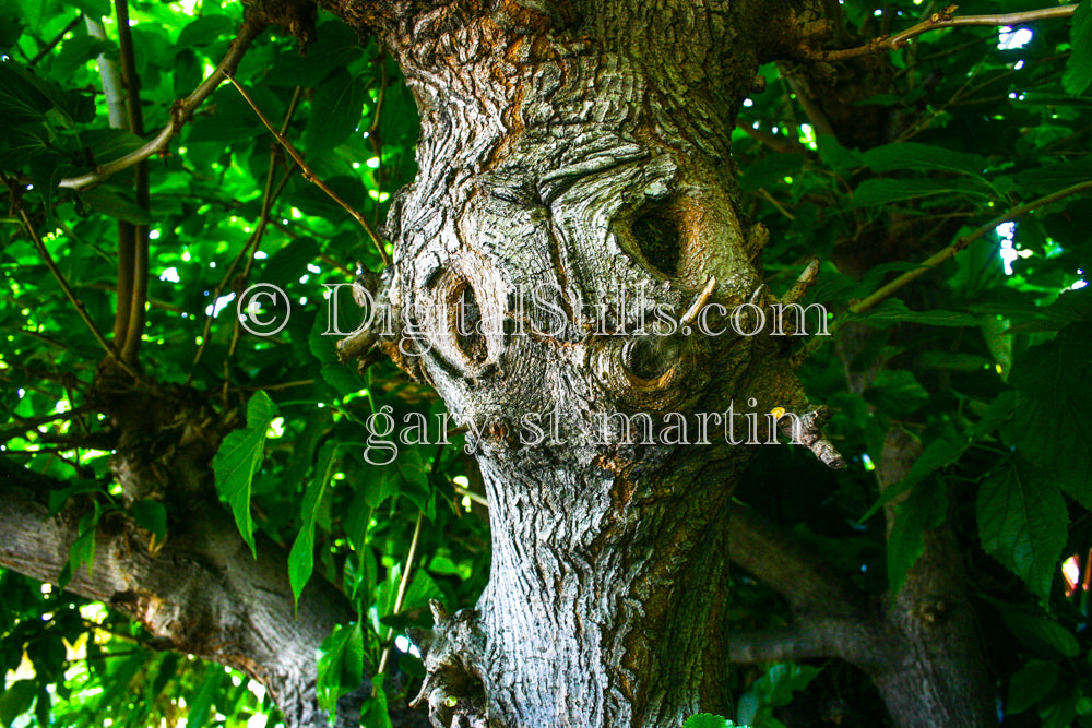 Tree With A Face Wide View, Digital, Scenery, Flowers