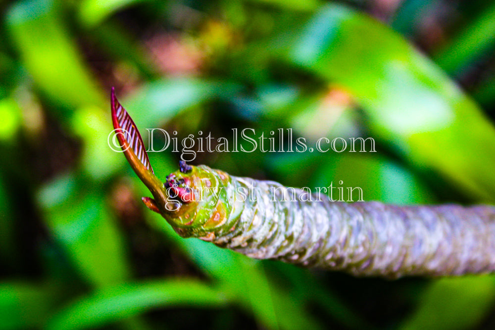 Growing Leaf, Digital, Scenery, Flowers