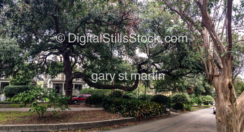 Sidewalk Trees, New Orleans, Digital