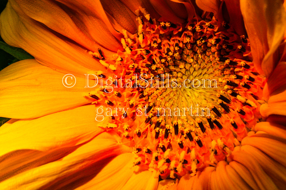 Sunflower, Detailed Central Flowers, Digital, Scenery, Flowers