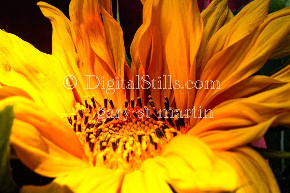 Sunflower, Detailed Central Flowers V2, Digital, Scenery, Flowers