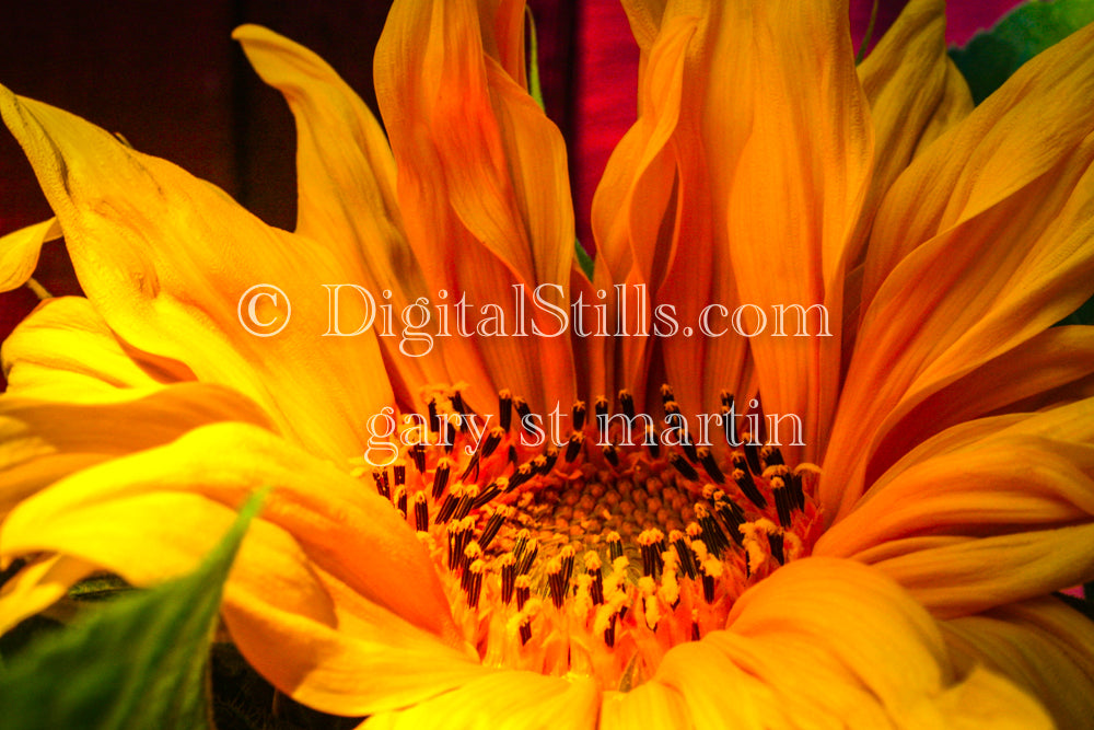 Sunflower, Detailed Central Flowers V3, Digital, Scenery, Flowers