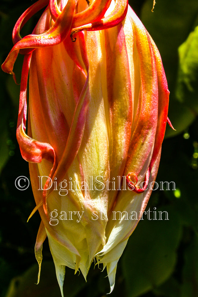 Belladonna Iris V2, Digital, Scenery, Flowers