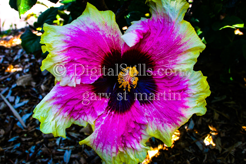 Pink and Yellow Hibiscus Flower, Digital, Scenery, Flowers