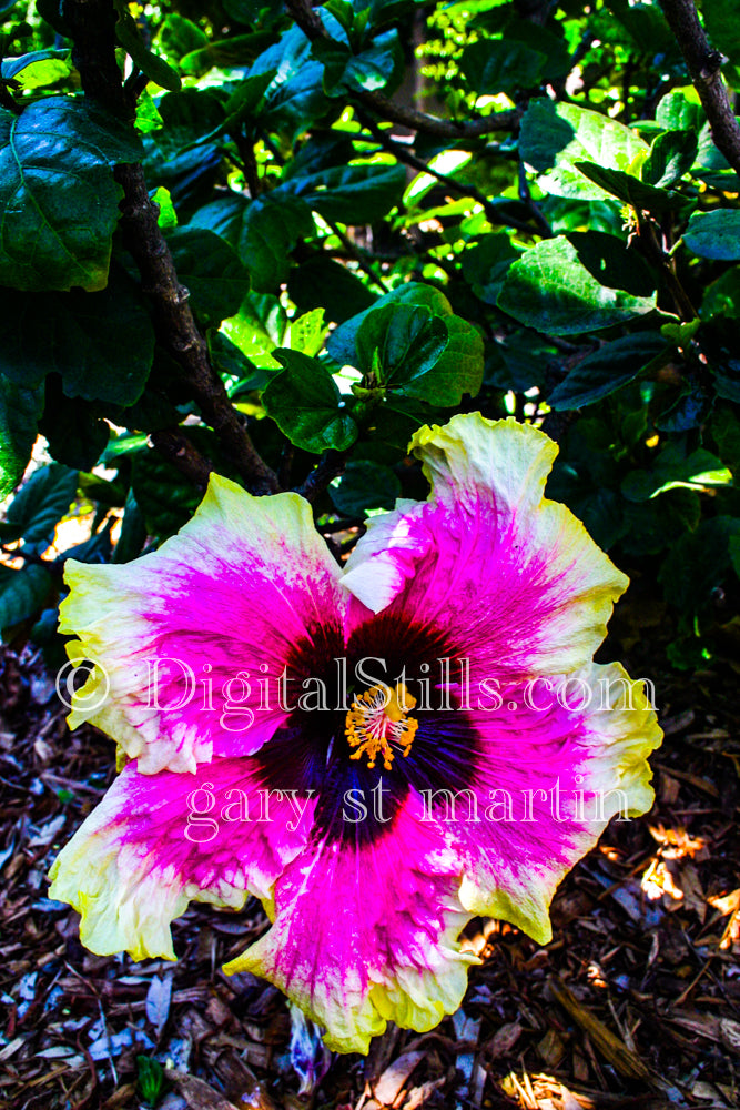Pink and Yellow Hibiscus Flower V3, Digital, Scenery, Flowers