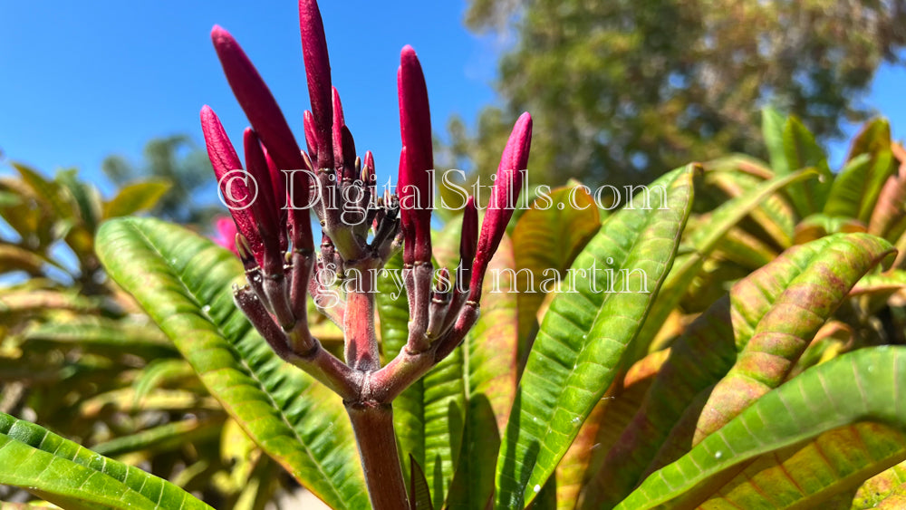 Plumeria Rubra, Digital, Scenery, Flowers