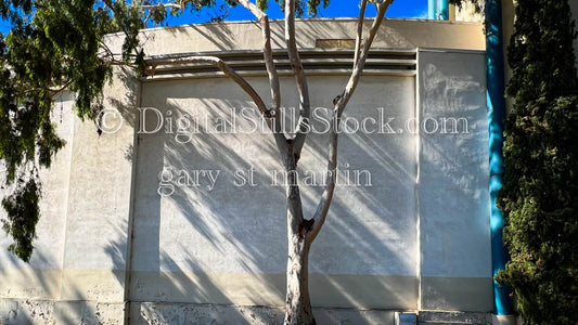 Close Up Wall Contrast Tree, Balboa Park, digital