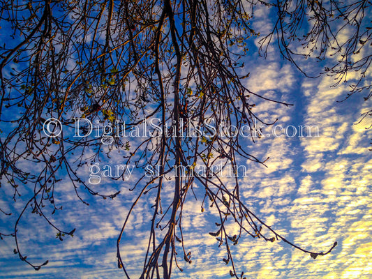 Tree Branches against a clouded Sky - Sunset , digital sunset