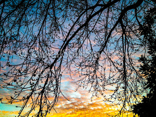 Tree Branches in front of the Pastel Sky - Sunset, digital sunset