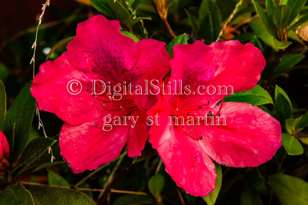Azalea Flowers, Digital, Scenery, Flowers