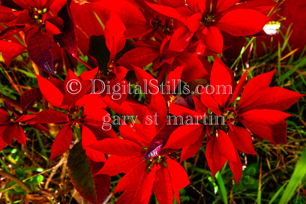 Wild Poinsettias (AKA Euphorbia Pulcherrima), Digital, Scenery, Flowers