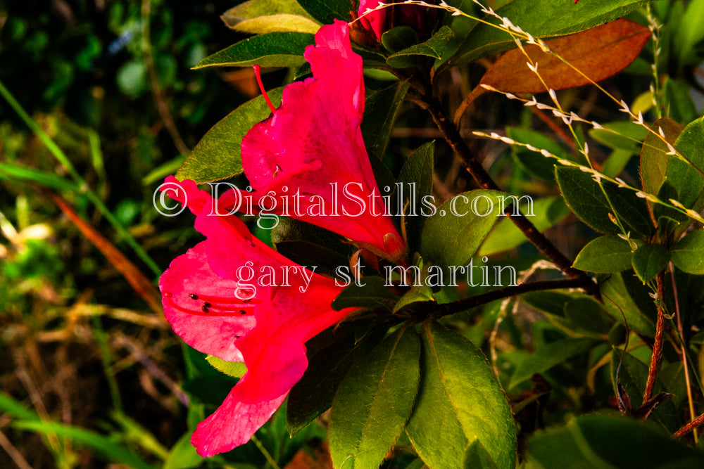 Azalea Flowers V3, Digital, Scenery, Flowers