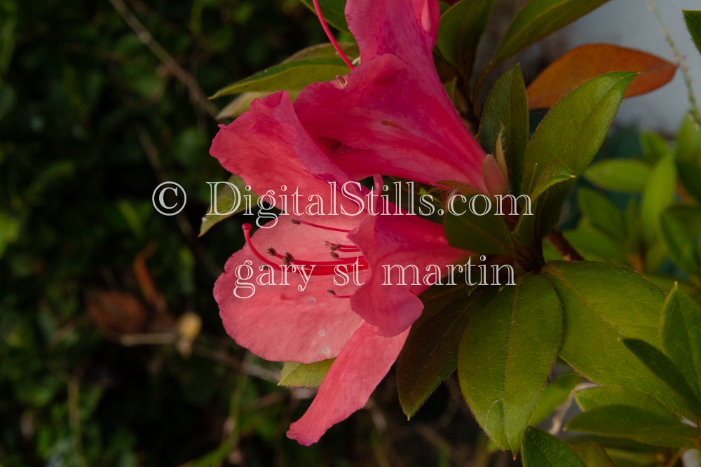 Azalea Flowers V2, Digital, Scenery, Flowers