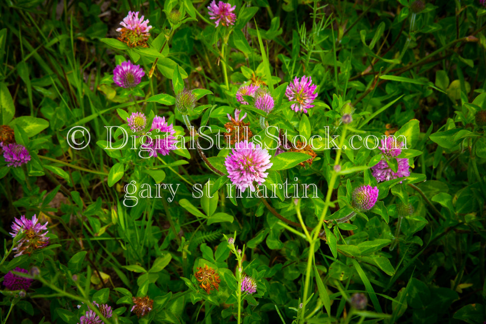 Closeup of a group of red clovers, digital Grand Marais