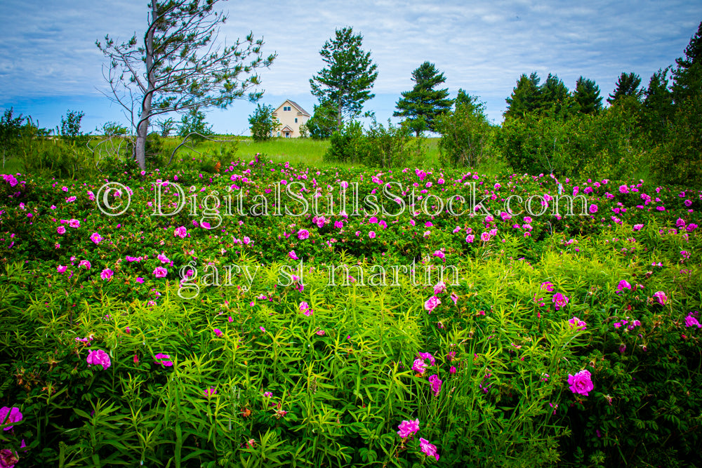 Lone house surrounded by rose bushes, digital Grand Marais