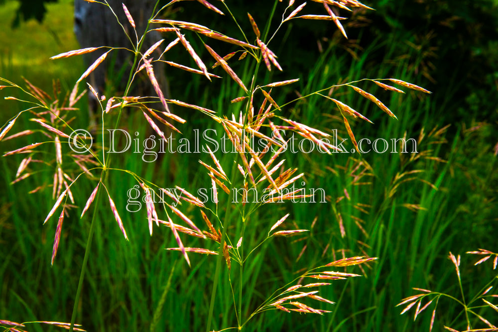 Closeup of Field Bromes, digital Grand Marais