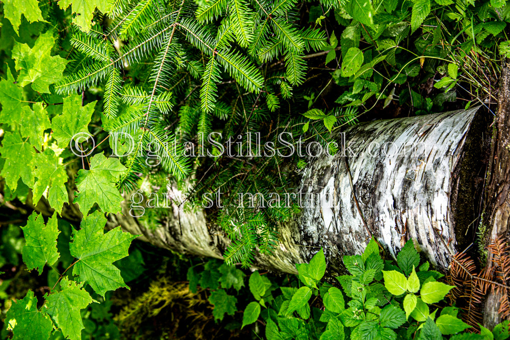 Closeup of a tree trunk surrounded by leaves, digital grand marais