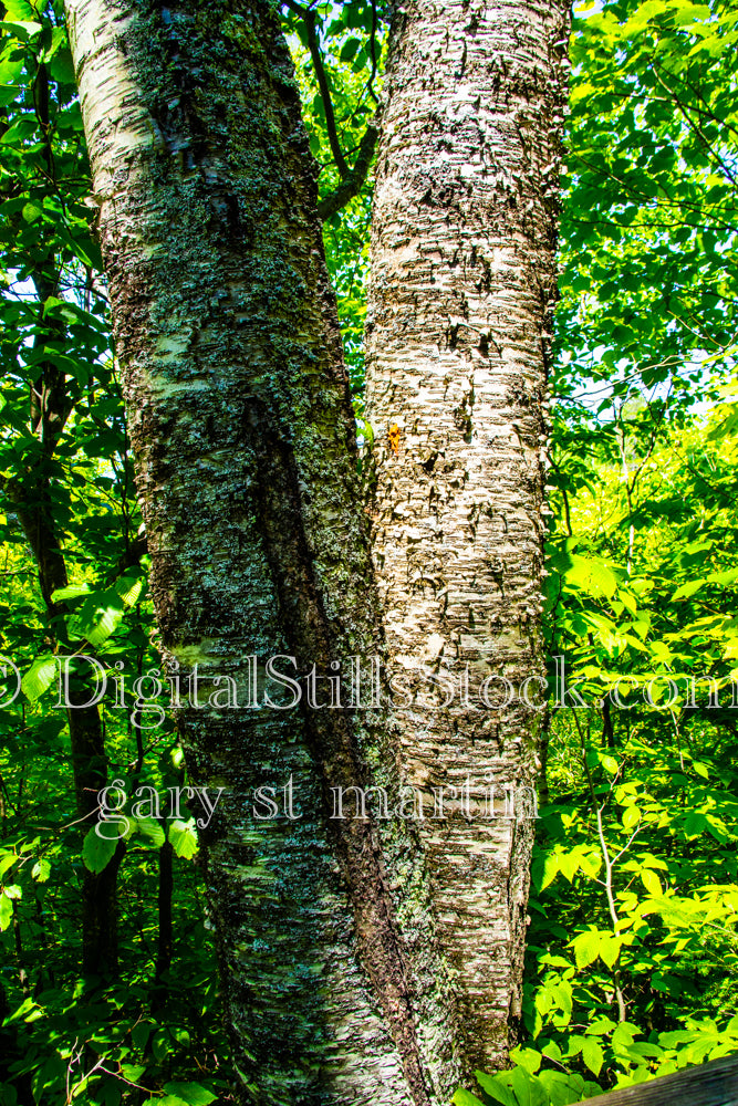 Close up of two tree trunks, digital grand marais