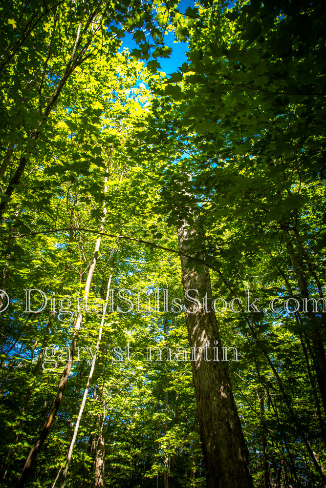 Looking up through the tree canopy, digital Grand Marais