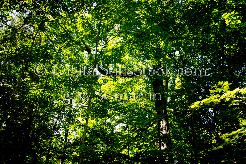 Enchanted Woods, digital Grand Marais