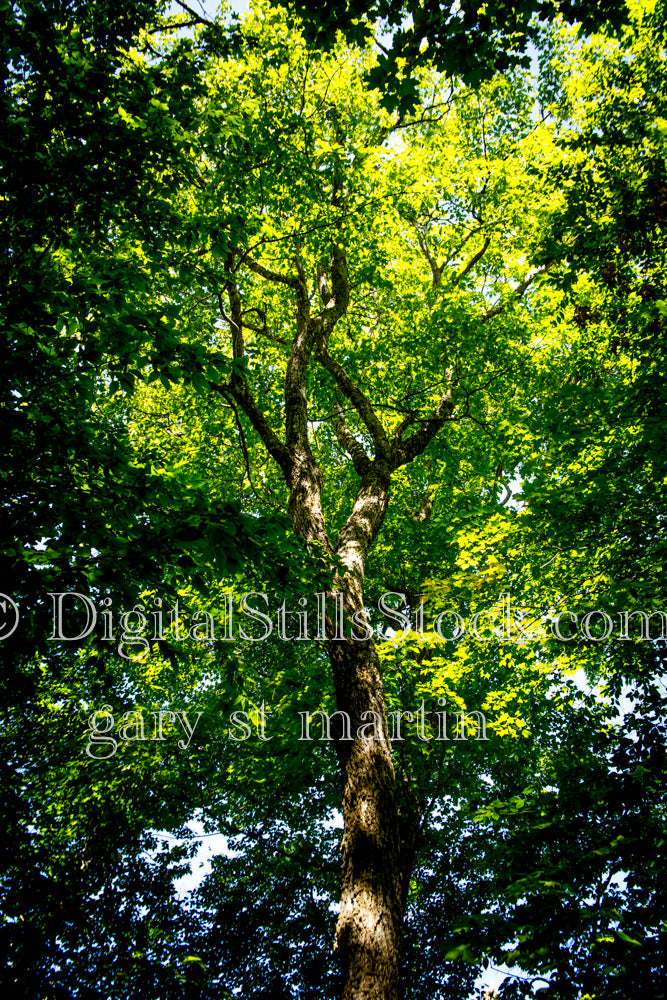 Different shades of green amidst the trees, digital Grand Marais