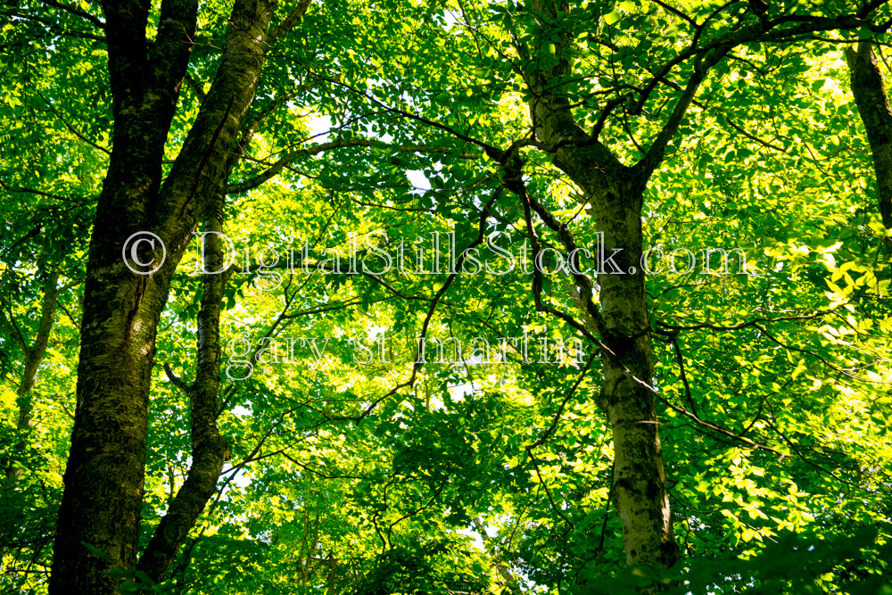 Scene of Branching trees and bright green leaves, digital Grand Marais