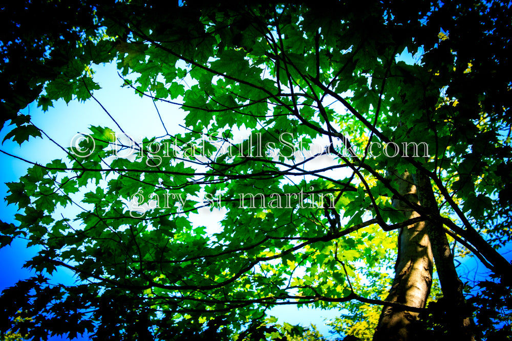 Maple leaves against the blue sky, digital Grand Marais