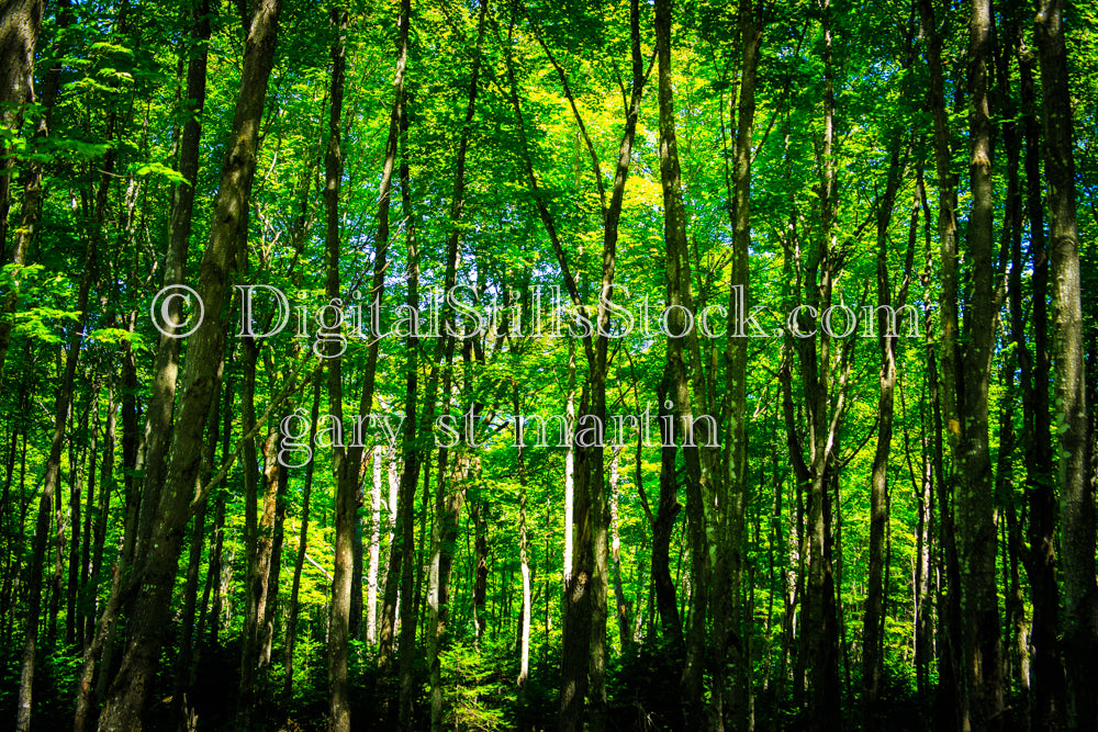 Endless Forest, digital Grand Marais