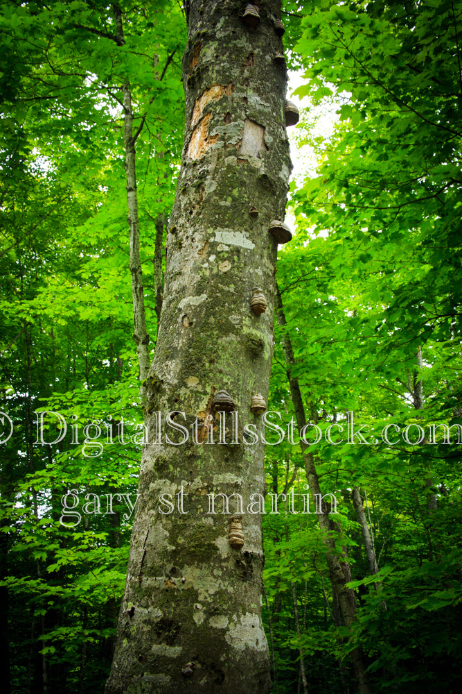 Mushrooms climbing up a tree trunk, digital Grand Marais