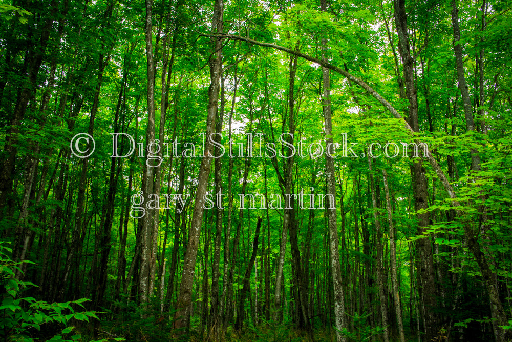 Long skinny trees littering the forest, digital Grand Marais