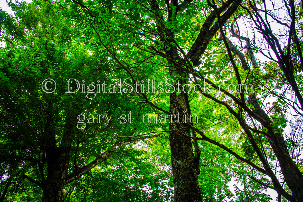 Looking up at the forest, digital Grand MArais