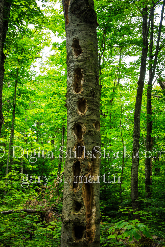 Line of holes in the tree trunk, digital Grand Marais
