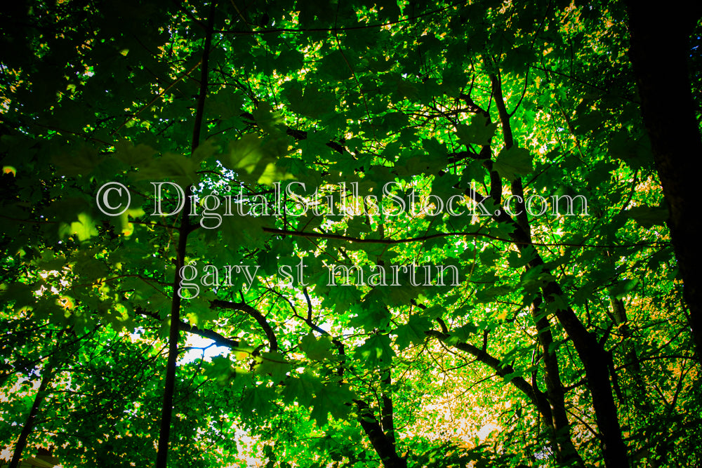 Maple leaves layering the scene, digital Grand MArais