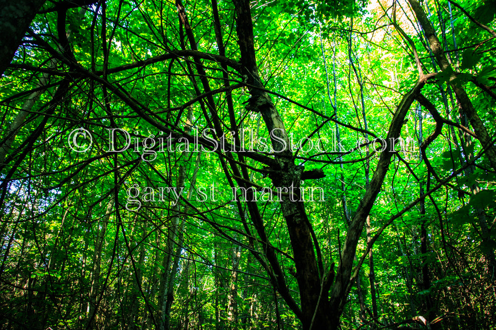 Web of tree branches, digital Grand Marais