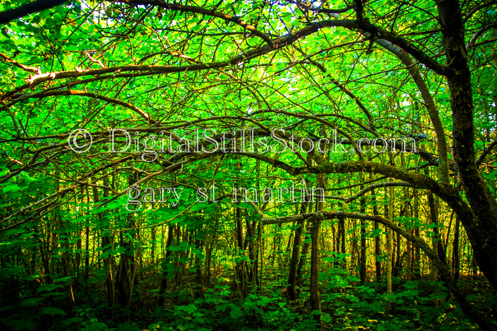 Horizontal and Vertical Tree branches, digital Grand Marais