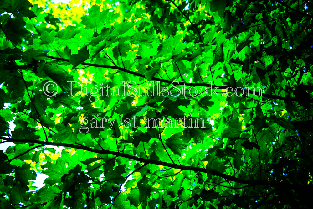 Closeup of layers of green maple leaves, digital Grand mArais