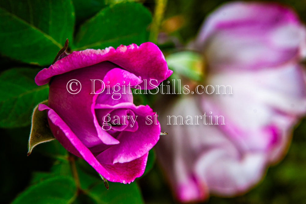 Purple Rose Side View, Digital, Scenery, Flowers
