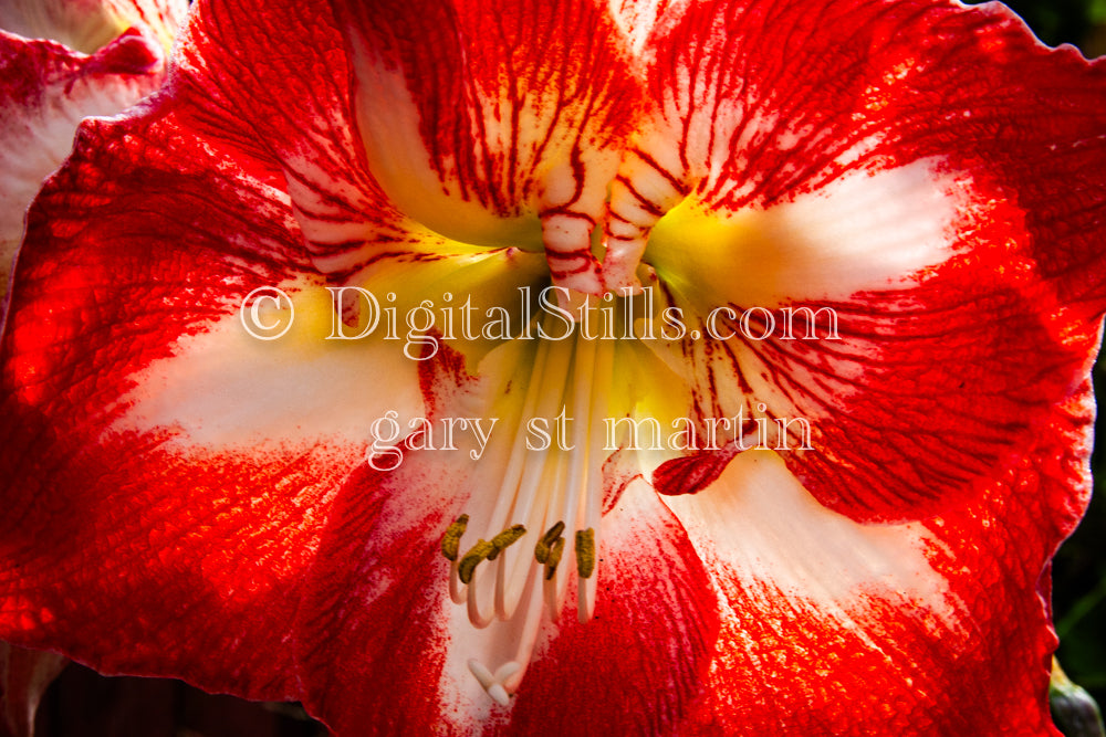 Amaryllis Bulb, Digital, Scenery, Flowers