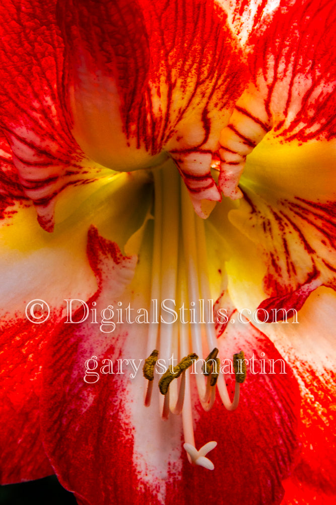 Amaryllis Bulb V2, Digital, Scenery, Flowers
