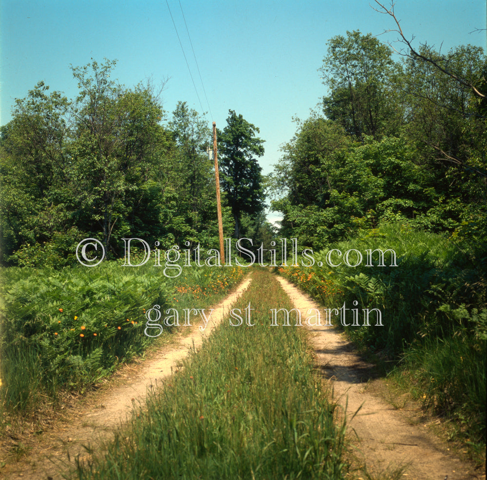 Trail Through the Woods, Munising., UP Michigan, Analog, Color, Michigan