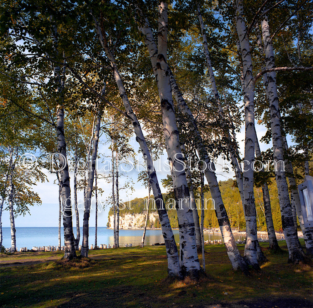 In a forest of birch trees on the cliffs, digital Fayette