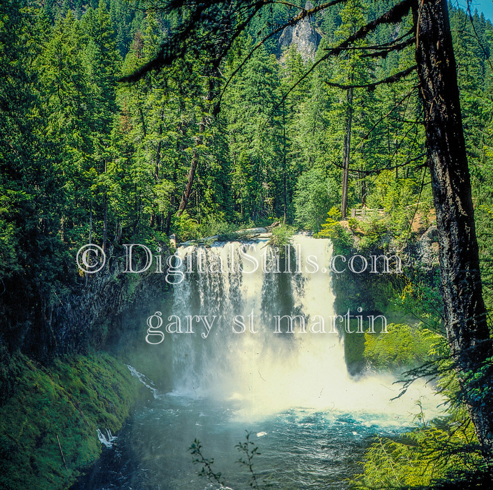Sahalie Waterfall surrounded by green pine trees, analog, oregon