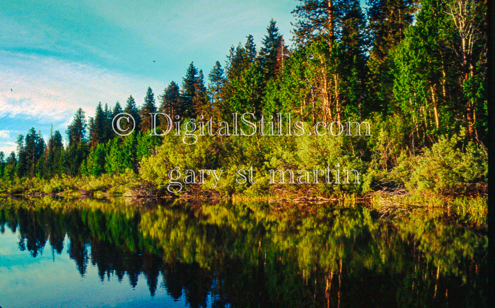 Shades of Green: Trees along Klamath Lake, Digital, Oregon