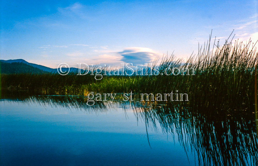 Water Horsetail Reeds Reflection Klamath Lake, Digital, Oregon
