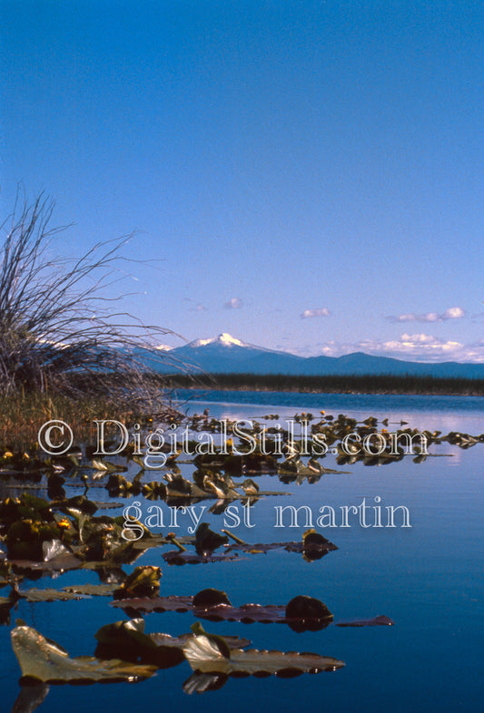 Lillypads on the water in front of the mountain at Klamath Falls, analog Oregon